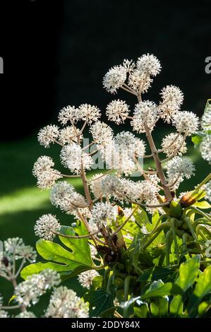 Around the UK -  Fatsia Japonica - Castor Oil Plant Flowers Stock Photo