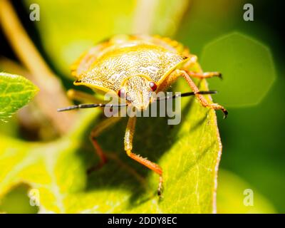 Sloe bug (Dolycoris baccarum) - Italy Stock Photo