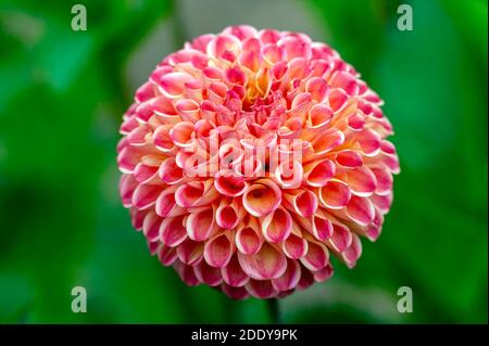 Dahlia 'Will's Ringwood Rosie' a pink summer autumn pompom flower tuber plant, stock photo image Stock Photo