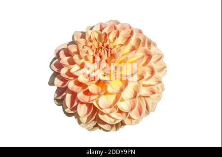 Dahlia 'Texas Moon' a pink summer autumn pompom flower tuber plant cut out and isolated on a white background, stock photo image Stock Photo