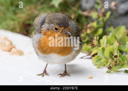 A closeup of an injured Robin Redbreast Erithacus rebecula perched on a wall recovering after being injured by a cat. Stock Photo