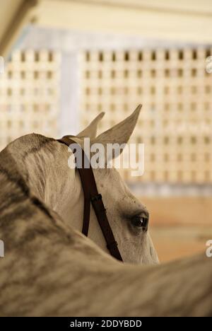 Beautiful close up face portrait of a spanish mare, we can see the neck, ears and eyes Stock Photo