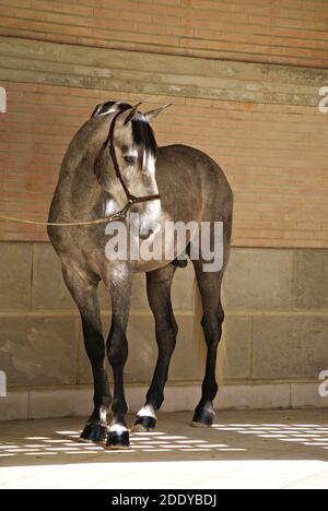 Portrait of a young spanish horse before the show Stock Photo