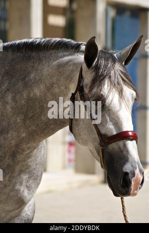 Face portrait of a young spanish horse before the show Stock Photo