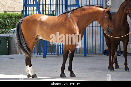 Full body portrait of a brown young spanish horse Stock Photo