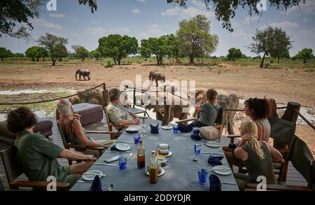 visitors watching elephants from deck at Robin Pope Luangwa Safari house, huge male African elephant (Loxodonta africana), South Luangwa National Park Stock Photo