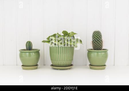 Three pots with cactuses and violets on white wooden background Stock Photo