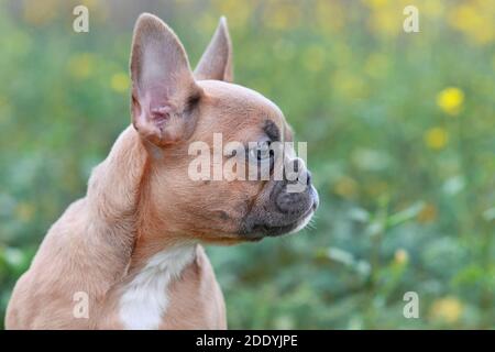 Side profile view of cute small 3 months old red fawn French Bulldog dog puppy in front of blurry green background Stock Photo