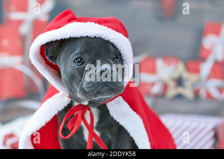 Portrait of French Bulldog dog puppy wearing red Christmas Santa cape over head Stock Photo