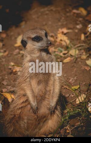 Portrait of Suricata Suricata suricatta, African native animal, small ...