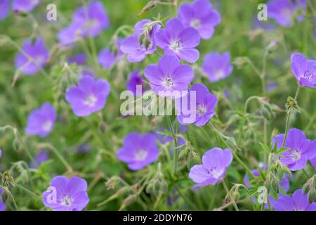 Lavender-blue flowers of Geranium 'Orion'. Cranesbill 'Orion' Stock Photo