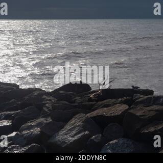 A piece of driftwood and a seagull on the rock groynes at Sidmouth, Devon, UK. Stock Photo