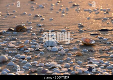 Quiet beach and shells scattered around at sunrise, glowing and sparkling sand Stock Photo