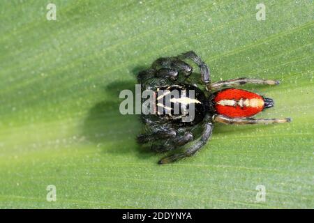 Colourful Jumping Spider, Peru Stock Photo