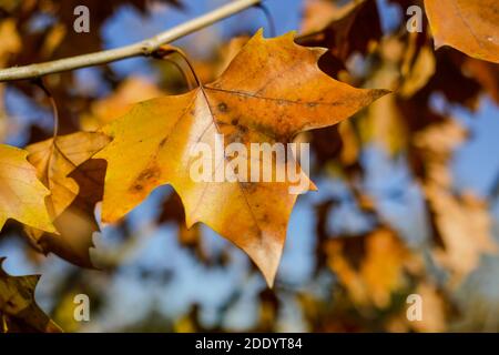 Details with autumn maple leaves and fruits under the light of a November day sun. Stock Photo