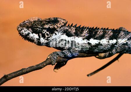 Male Spiny Chameleon aka Warty Chameleon or Crocodile Chameleon, Furcifer verrucosus Walking Along a Branch in southern Madagascar Stock Photo