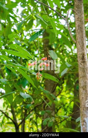 Red peacock flower or Caesalpinia pulcherrima flower blooming isolated, Stock Photo