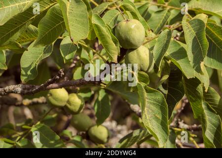 Greek walnuts hang and ripen on branches of the tree. Fresh, ripe and useful. Stock Photo