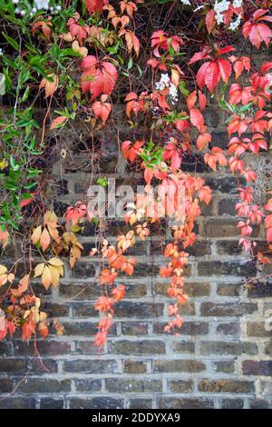 Red Creeper on Brick Wall Stock Photo