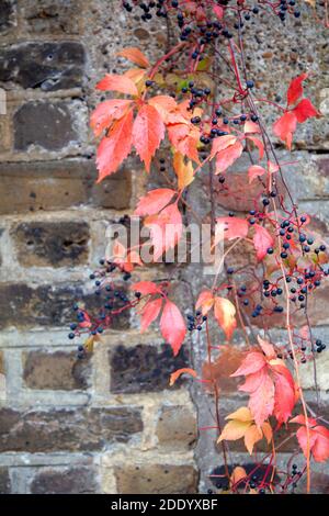 Red Creeper on Brick Wall Stock Photo