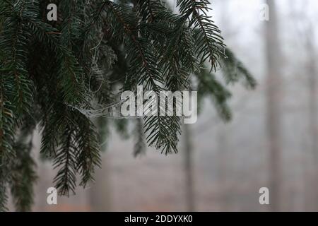 The branches of the needles in the forest are covered with frost on a frosty morning Stock Photo