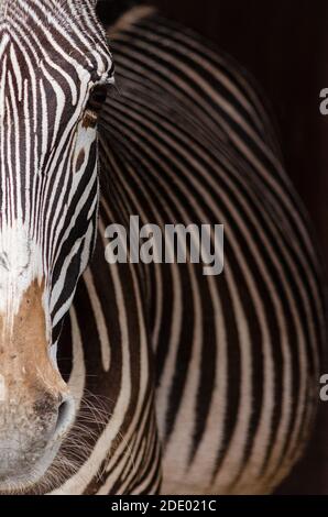 close up look portrait of a zebra at La Reserva Sevilla El Castillo de ...