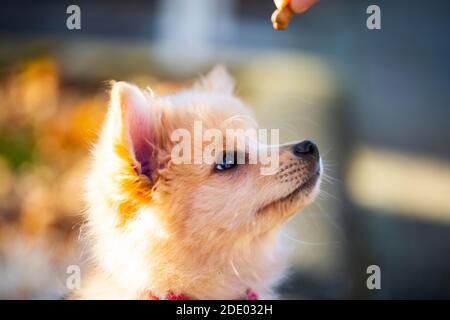 Pomeranian puppy in the foliage, sweet dog Stock Photo