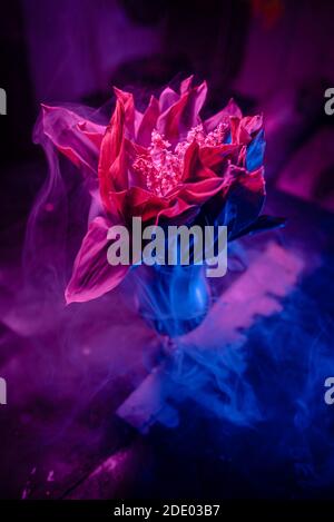 Snowdrops flowers in hurricane glass in Rose and blue smoke Stock Photo