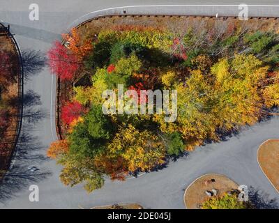 Colorful tree with fall foliage top view in White Mountain National Forest fall foliage near Franconia Notch State Park, Town of Lincoln, New Hampshir Stock Photo
