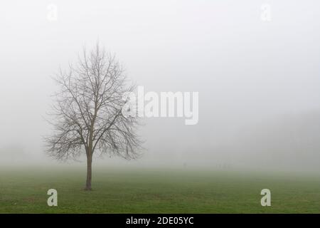 Cambridge, UK. 27th Nov, 2020. A lone tree covered in thick fog late into the morning on Jesus Green. Alan Copson/Alamy Live News Stock Photo