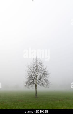 Cambridge, UK. 27th Nov, 2020. A lone tree covered in thick fog late into the morning on Jesus Green. Alan Copson/Alamy Live News Stock Photo