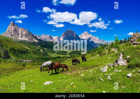 A horse grazes high in the mountains, Georgia panorama Stock Photo