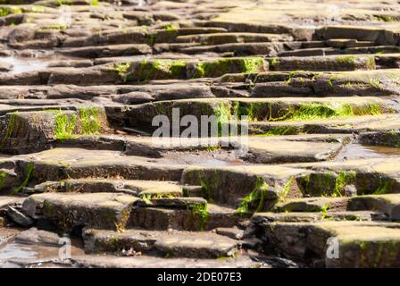 Sunlit layered rock formation partially covered in seaweed. Stock Photo