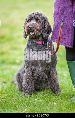 Well behaved happy black labradoodle on a leash and sitting in a field next to owner. Stock Photo