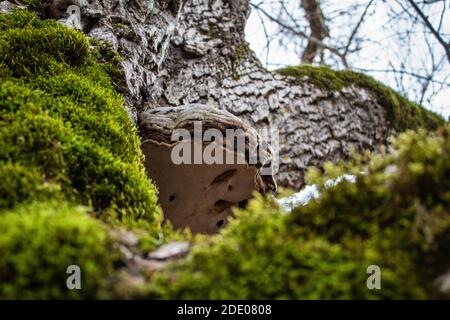 Polypore and moss on an old walnut tree Stock Photo