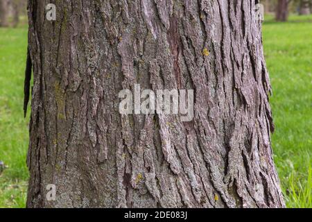 Viburnum prunifolium - Blackhaw viburnum tree bark detail. Stock Photo