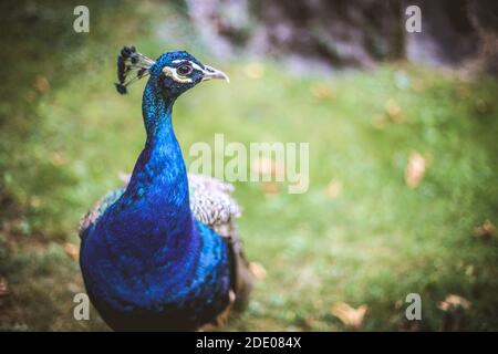 Blue peacock in woods Stock Photo