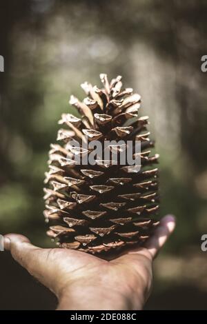 Pine cone on a hand Stock Photo