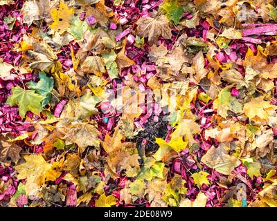 top view of colorful fallen maple leaves and pink wooden mulch on meadow in city park n autumn day Stock Photo