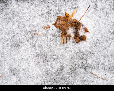 top view of frozen fallen maple leaf on ice-covered footpath after freezing rain on cold autumn day Stock Photo