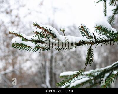 first snow drift on green spruce branch closeup in forest in city park on cold autumn day (focus on foreground) Stock Photo