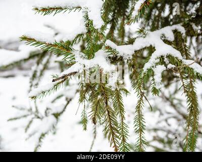 above view of the first snow on green spruce branches closeup in forest in city park on cold autumn day (focus on the twig on foreground) Stock Photo