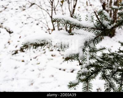 the first snow on green spruce branches closeup in city park on cold autumn day (focus on snowdrift on twig on foreground) Stock Photo
