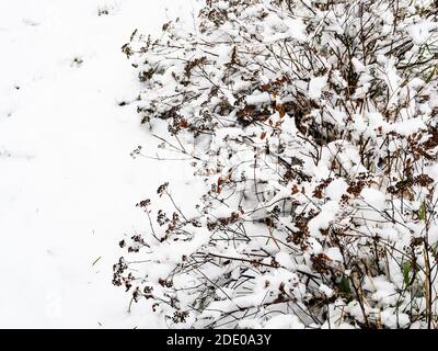 bushes covered by the first snow in city garden on cold autumn day Stock Photo