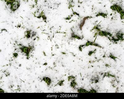 top view of surface of lawn snow-covered by the first snow on autumn day Stock Photo