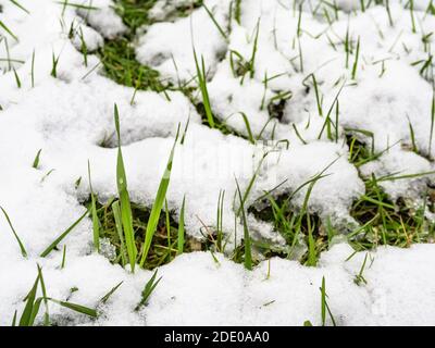 green grass covered by the first snow close up on cold autumn day (focus on the leaf with water drop) Stock Photo