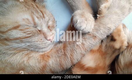 domestic orange cat sleeping in the morning Stock Photo