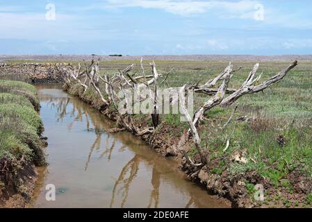 A drainage creek lined with the stumps of dead trees in the salt marshes at Porlock on the Somerset Coast. Part of the Exmoor National Park. Stock Photo