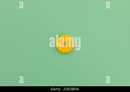 One yellow gerbera flower lying on green background Stock Photo