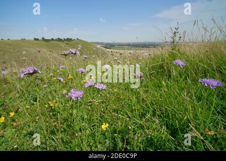 Small scabious (Scabiosa columbaria), Red clover and Bird’s-foot trefoil  flowering on a chalk grassland, Pewsey Downs, near Devizes, Wiltshire, UK. Stock Photo